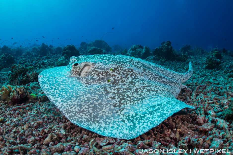 A porcupine ray cruises over the reef in search of a sandy area where it can start hunting. (nikon D800, 28-70mm, nauticam WAP port/lens)