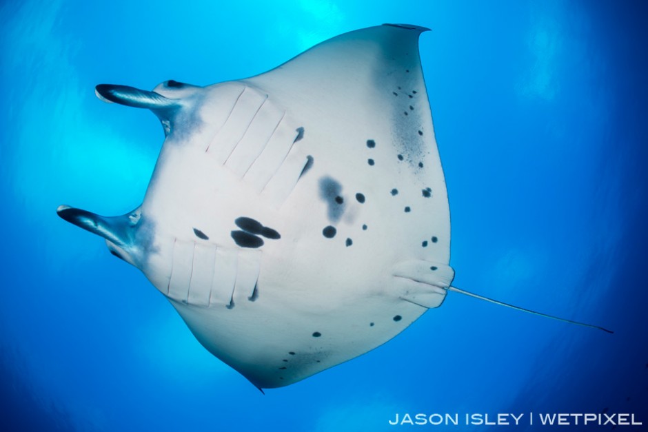  In between sessions on the cleaning station a reef manta cruises above.  (nikon D800, 28-70mm, nauticam WAP port/lens)

