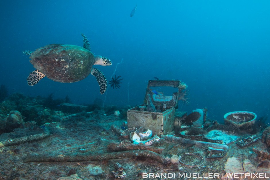 A hawksbill turtle swims over a medical kit and other artifacts found inside the Shinkoku Maru.