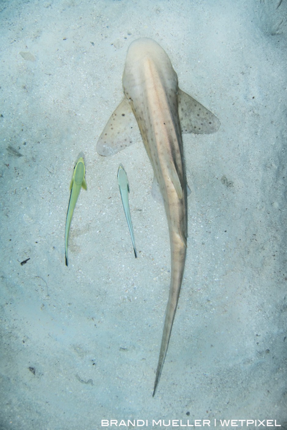 A zebra shark (commonly called a leopard shark) and two remoras in the sand in front of the Shinkoku Maru.