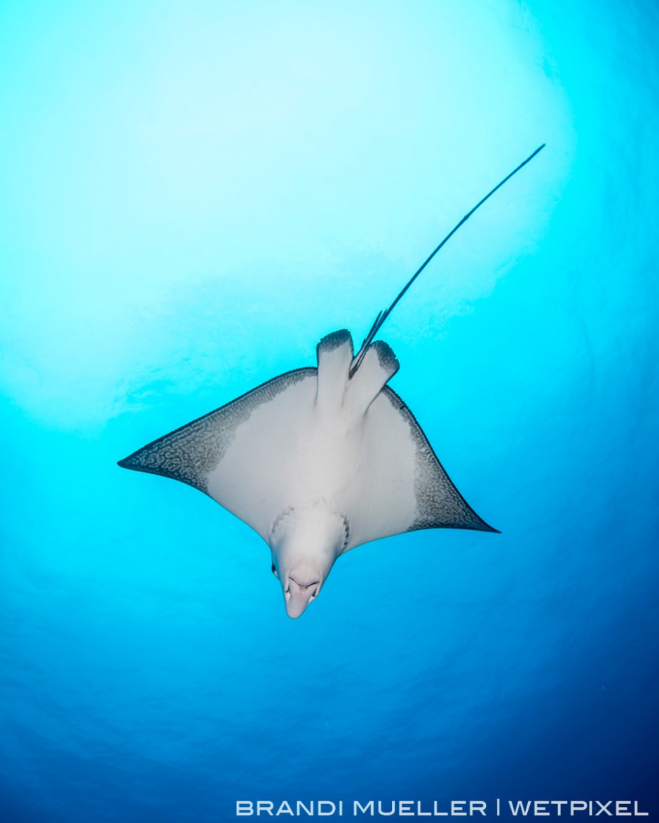 Spotted eagle ray on the reef of Chuuk. We also commonly see them on the wrecks inside the lagoon too.