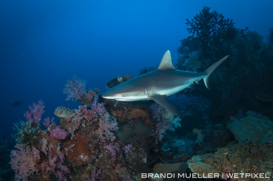 Grey Reef shark on the reef with soft corals behind on the reef of Chuuk, Micronesia.