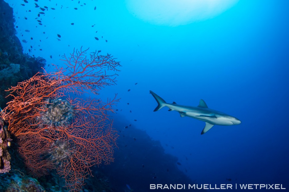 Grey Reef shark on a wall dive on the outer Reef of Chuuk with a sea fan.