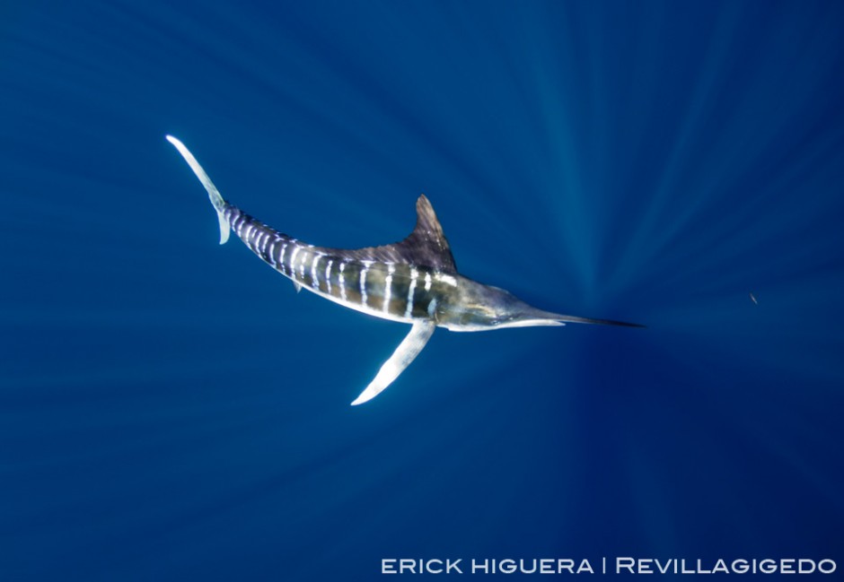 Striped Marlin, *Kajikia audax* San Benedicto