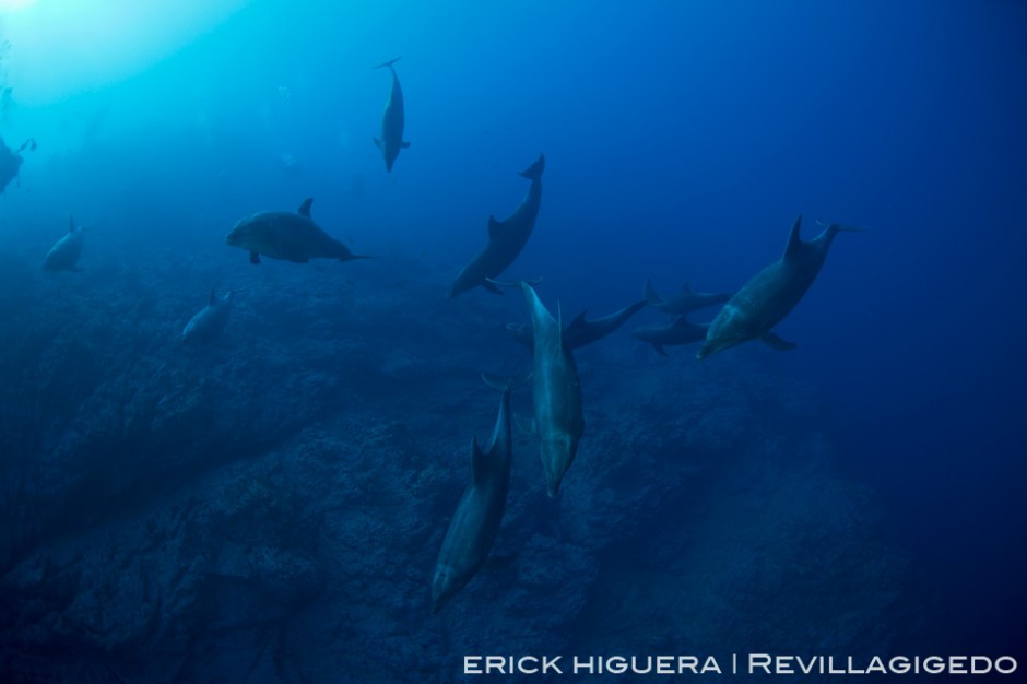 Bottlenose Dolphins *Tursiops truncatus* Socorro