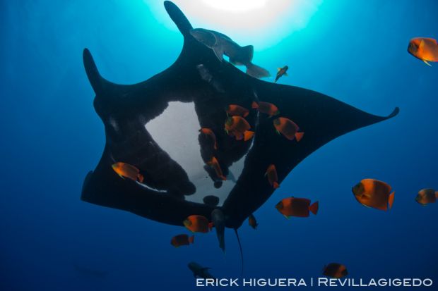 Erick higuera rev 2708 pacific-giant-manta manta-birostris socorro,-revillagigedo