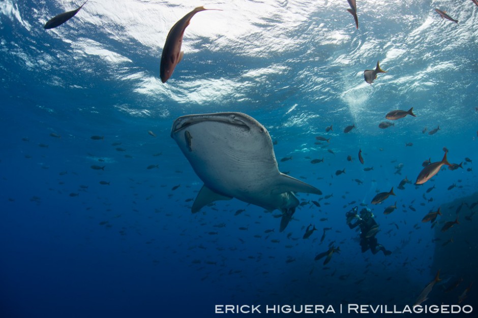 Whale Shark *Rhincodon typus* San Benedicto