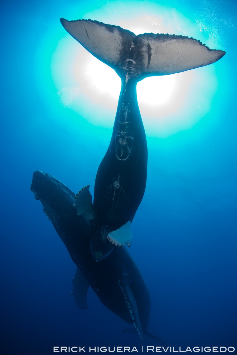 Humpback Whales *Megaptera novaeangliae* Roca Partida