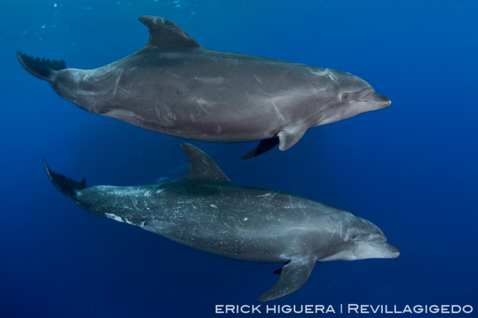 Bottlenose Dolphins *Tursiops truncatus* San Benedicto