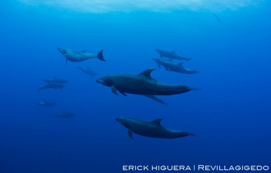 Bottlenose Dolphins *Tursiops truncatus* Roca Partida