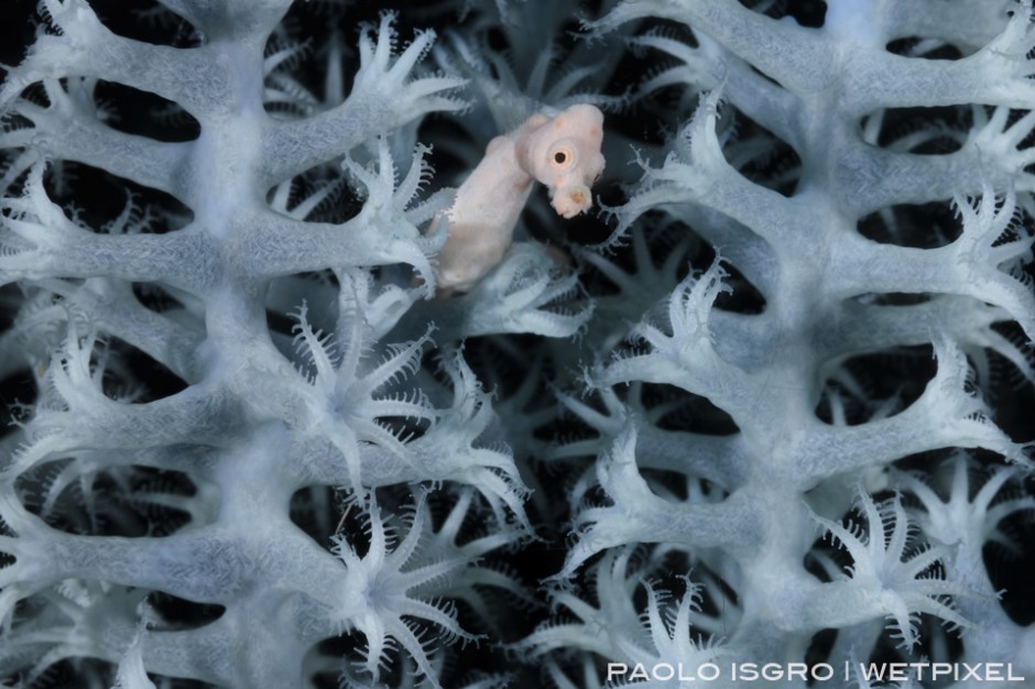Denise pygmy seahorse in white seafan