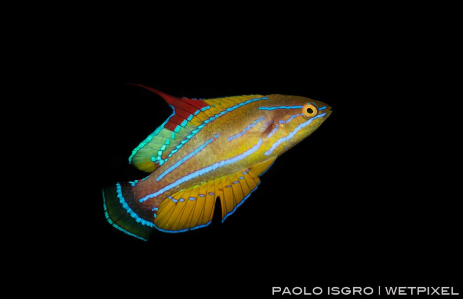 A fast moving flasher wrasse - a real challenging shot 