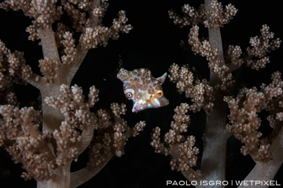 A file fish hiding in soft coral