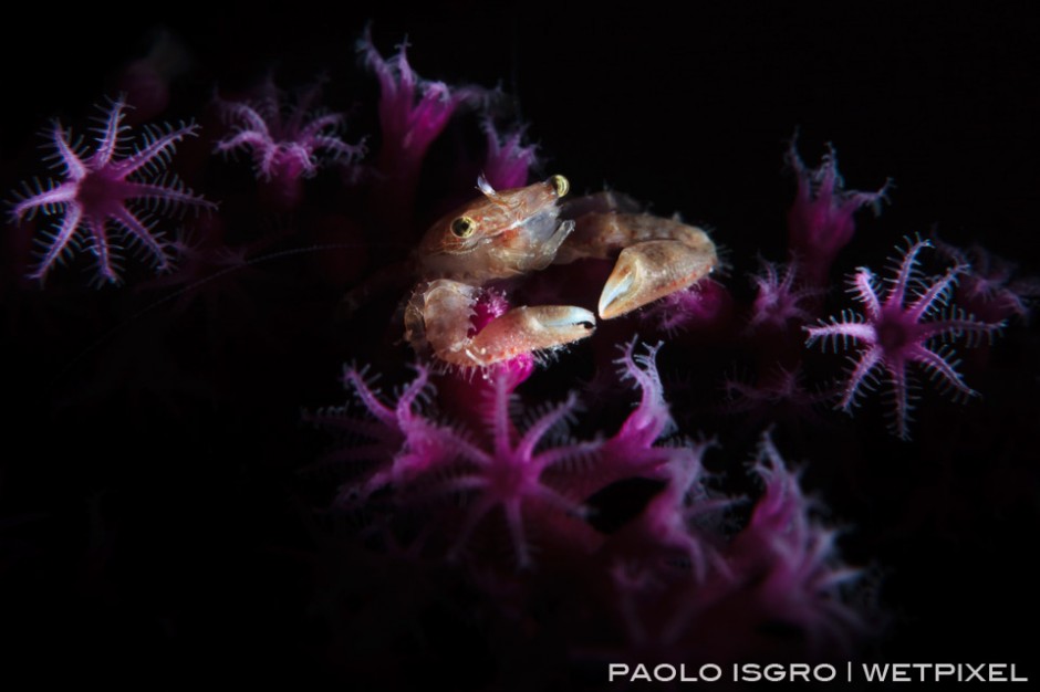 A crab on a seafan during night dive - snooted with F. Iardino snoot