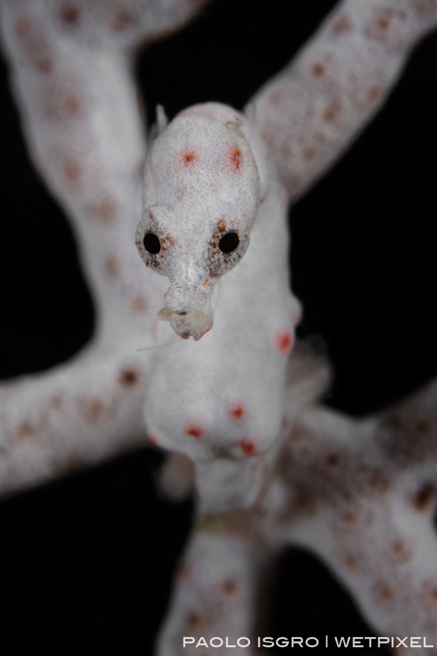 Denise pygmy seahorse supermacro