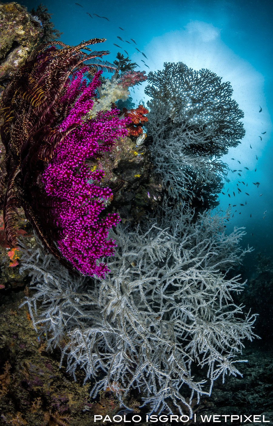 Hard and soft coral profusion