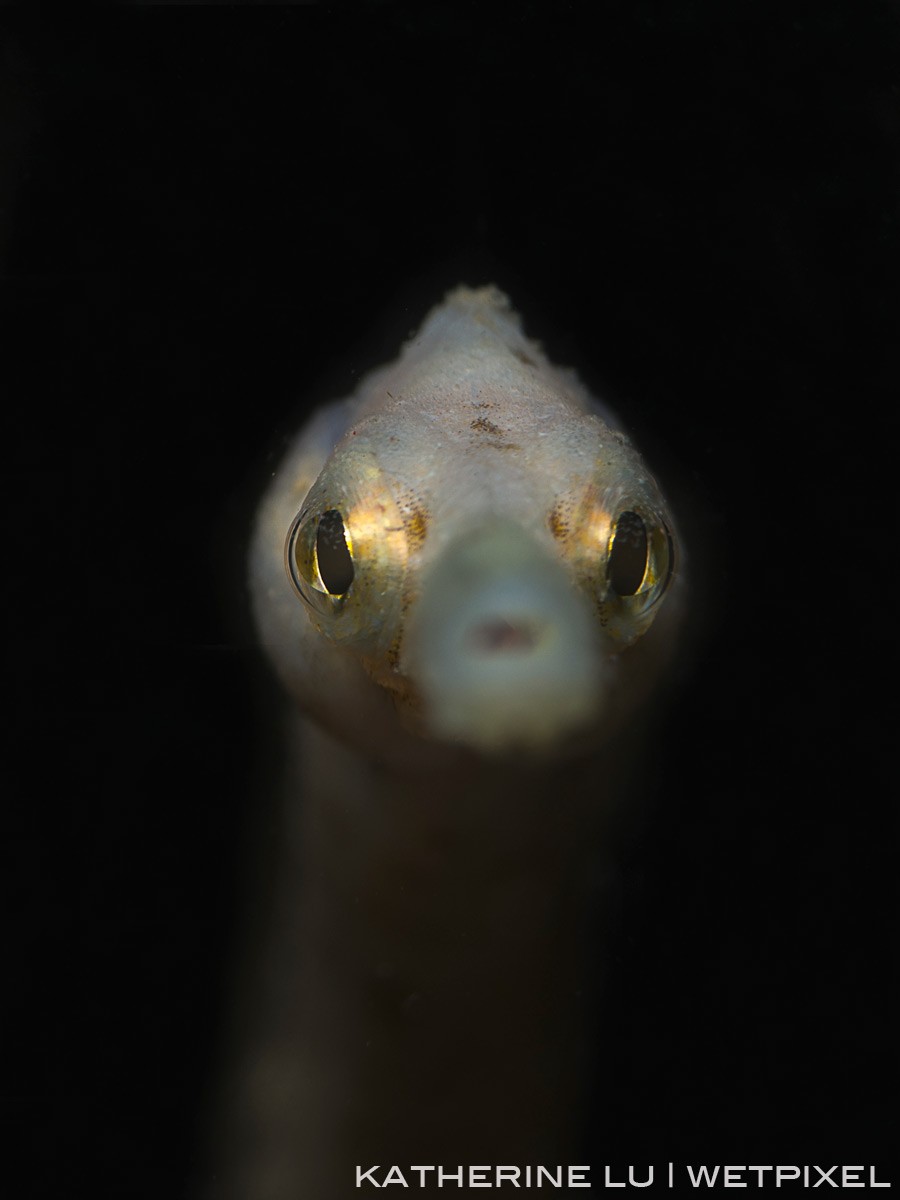 Bent stick pipefish