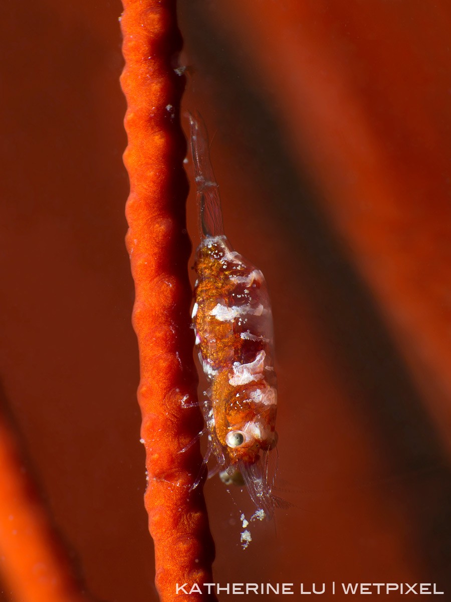 Gorgonian shrimp *Hamodactylus sp.*