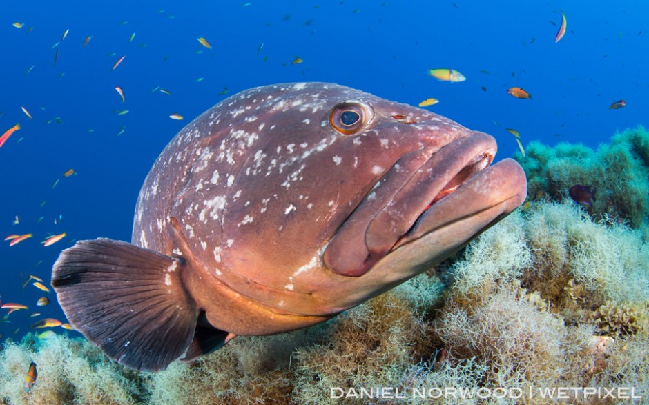 The giant grouper are very friendly and do not mind having their picture taken