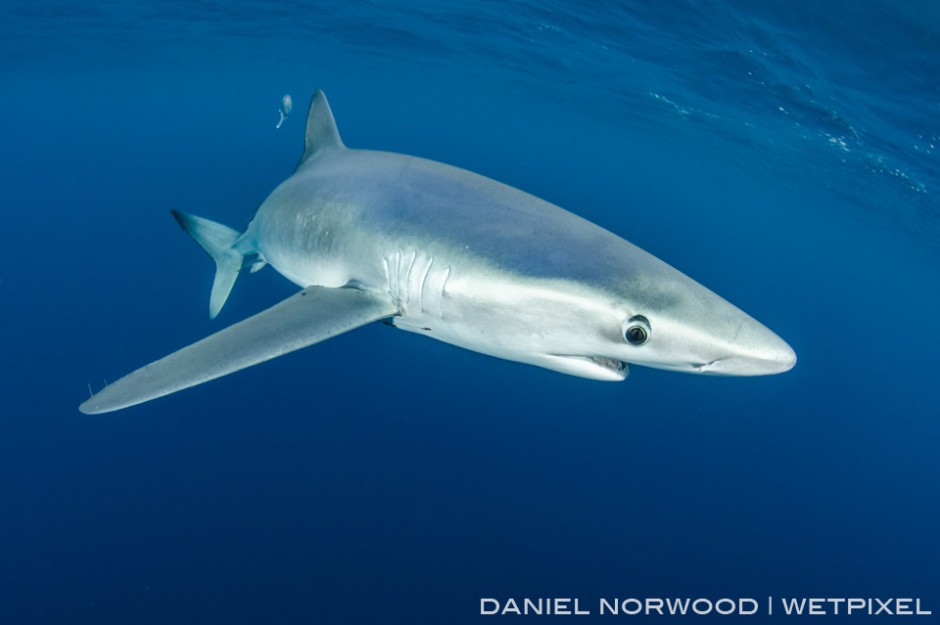 Blue sharks have long pectoral fins, perfect for long distance travel