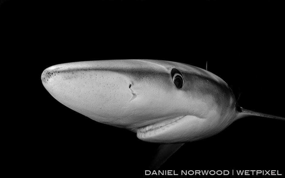 Blue shark, black background! Adjusting settings allows for a variety of different images of the same subject