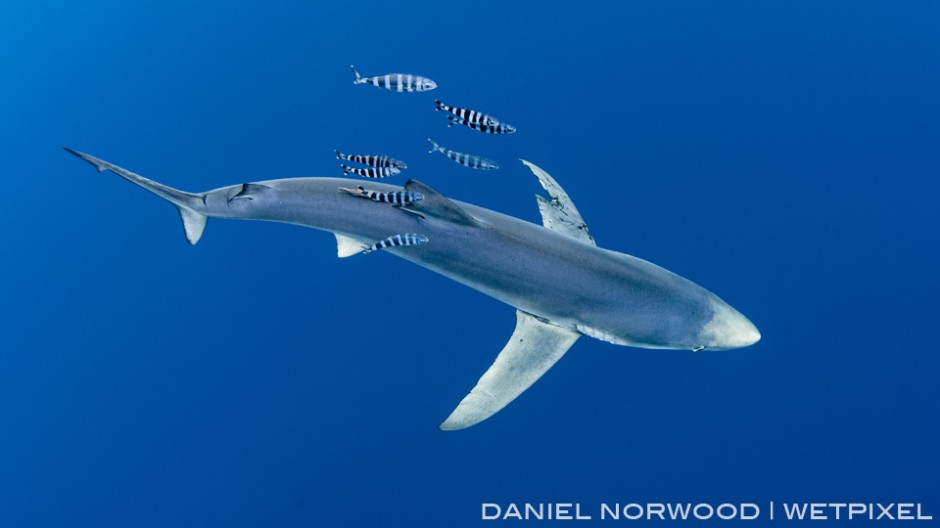 From above, you can see that the blue shark has a long slender body suited to its pelagic lifestyle