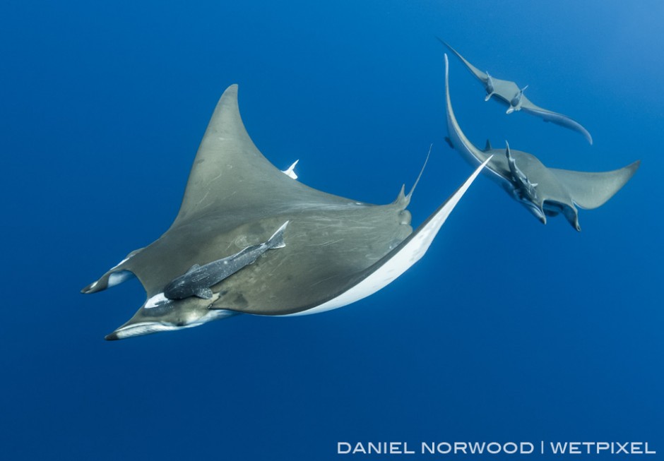 A train of Giant devil rays approach from the depths below at Princess Alice Bank