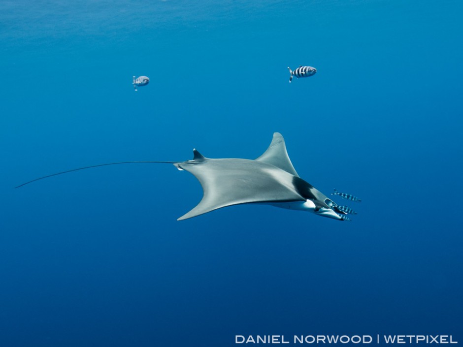 This smaller and different species of mobula ray (*Mobula mobular*) appeared one day during a shark dive!