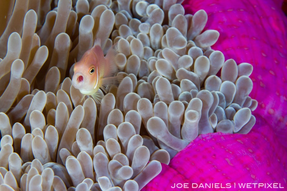 Magnificent Anemone's are a common sight around Kimbe Bay.