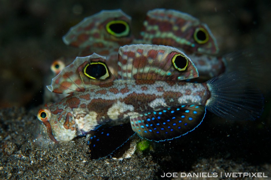 The Witu Islands host some world class muck diving. This pair of Twinspot Gobies were found on one of the black sand slopes.