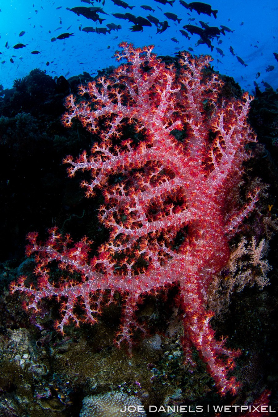 Reefs around the Witu Islands are festooned with vibrant Dendronepthia soft corals.