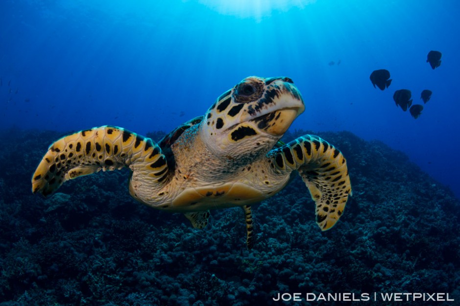 Many of the seamounts on Fathers Reefs are home to very friendly Hawksbill Turtles.