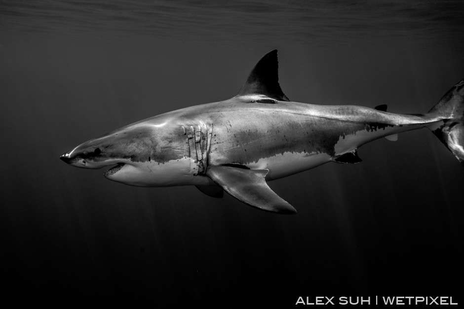 One of my favorite BW of a Great White passing by up close. No flash fired. 