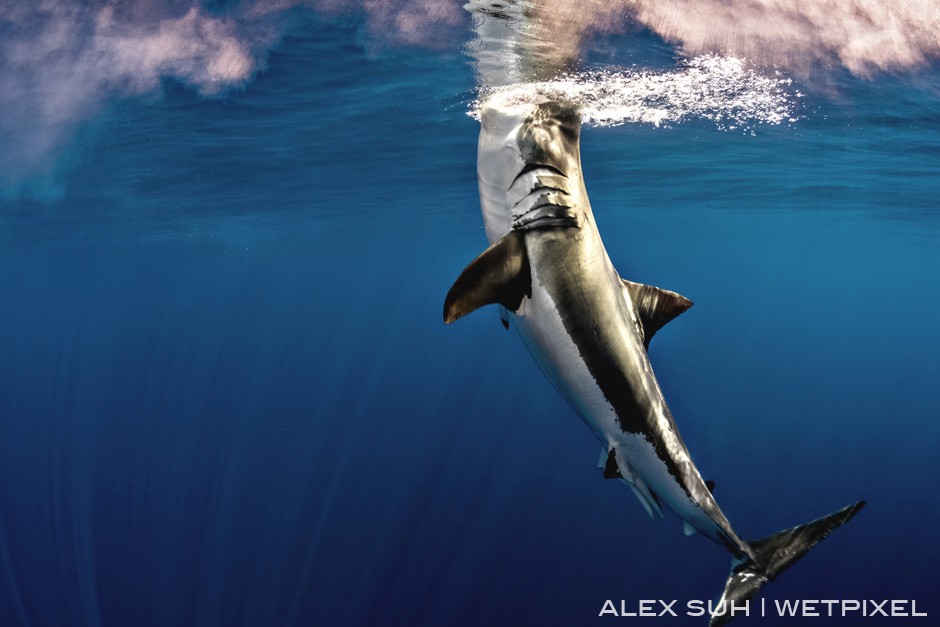Ascending the surface from below, great whites will come from below a few hundred feet from the depth of the ocean to capture its prey and breach the water as this one has. 