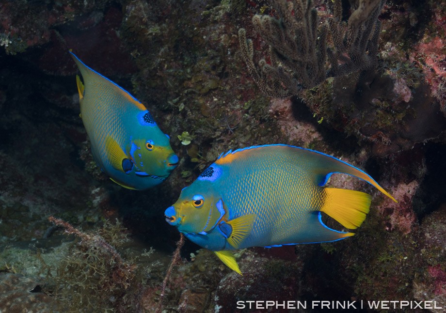Queen angelfish are abundant, but it is rare to get multiples in same frame