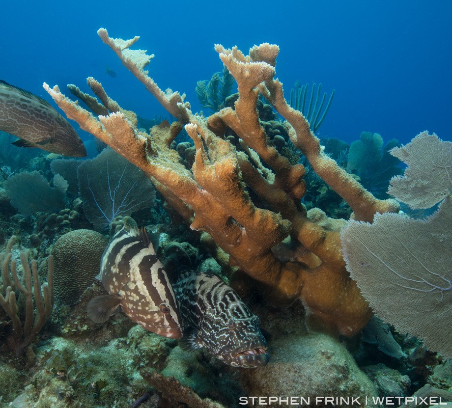 Nassau grouper and black grouper shelter beneath an elkhorn coral
