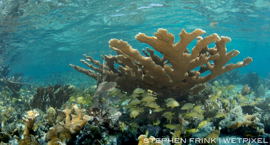 Two huge storms impacted Cuba in 2016, Hurricanes Irma and Maria, and clearly some of the branching corals were affected.  But, many more survived and the shallow reef remains impressive