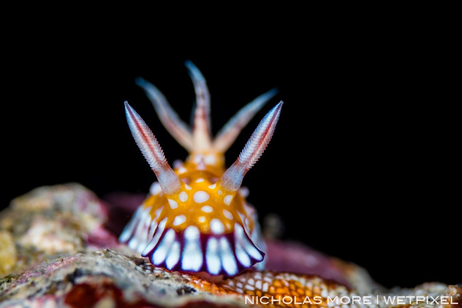 Unknown nudibranch