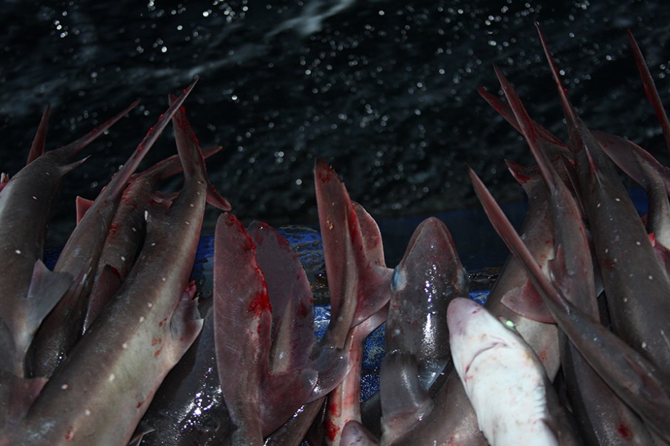 Spiny dogfish killed as by catch. While a market does exist for these sharks, they are often discarded due to their low market value
