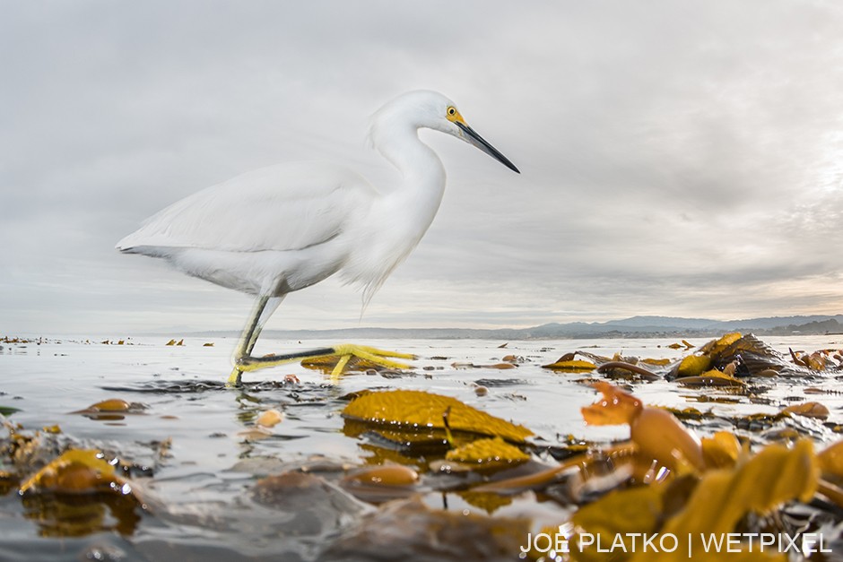 This little egret (*Egretta garzetta*) was stalking baitfish among the canopy, showing that interesting animals can be found on every section of a kelp forest.