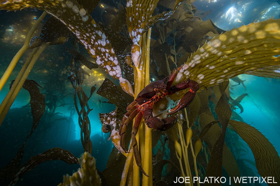 The seafloor isn't the only place to find critters in a kelp forest. You never know what might be staring down at you, such as this kelp crab (*Pugettia producta*).