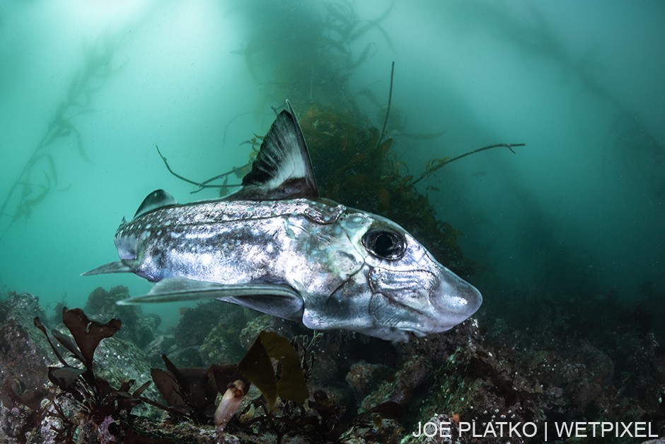 Typically found in much deeper water, occasionally ratfish (*Hydrolagus colliei*) can be spotted after an upwelling event.