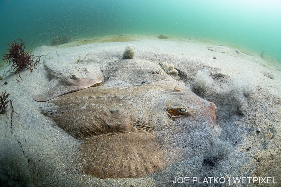 This pair of thornback rays (*Platyrhinoidis triseriata*) was found in only 8' of water, just off the shoreline.