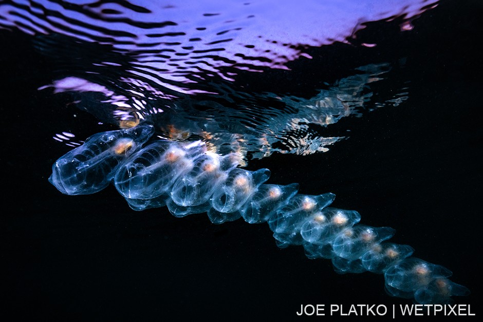 A salp chain (*Thetys Vagina*) drifting just below the surface at twilight.