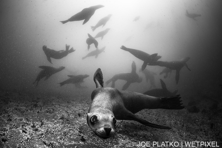 The Breakwater is a rookery for California Sea Lions (*Zalophus californianus*), allowing for year round encounters.