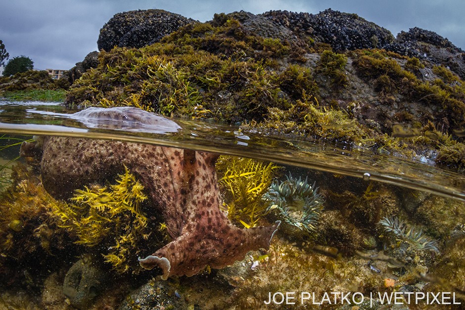 You don't have to venture far out into the water to find life, as this sea hare shows.