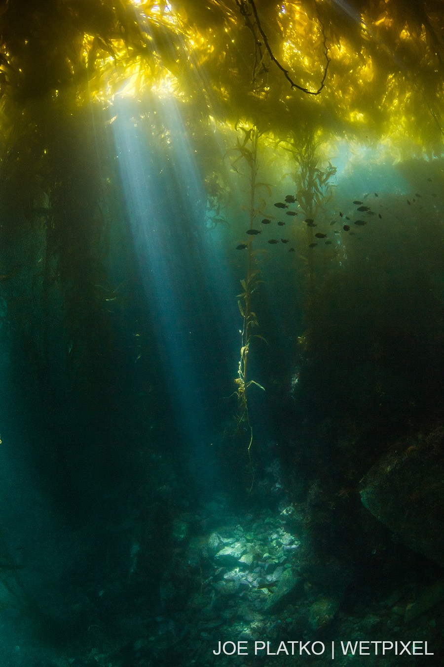 A shaft of light cuts through the kelp canopy, illuminating the rocky floor below.