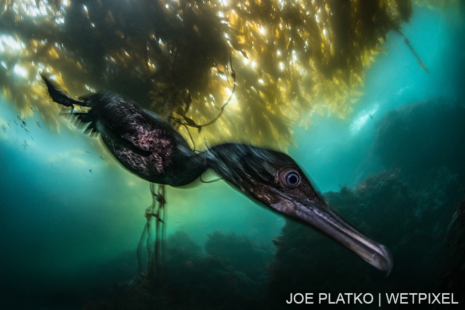 With all the increased baitfish populations, Brandt's cormorants (*Phalacrocorax penicillatus*) are often seen on dives hunting in the shallows.