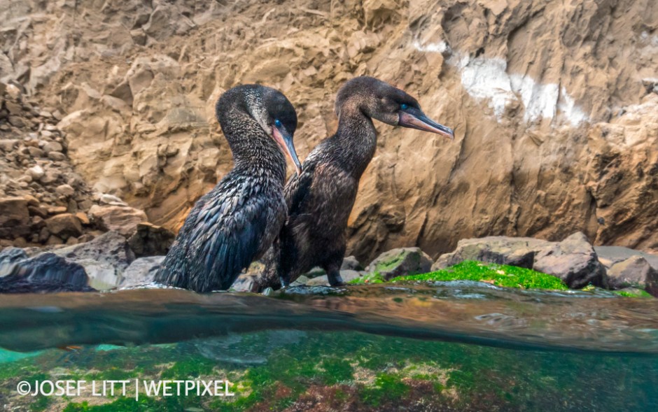 Once engaged in their courtship dance, the flightless cormorants don't care about their surroundings or the spectators.