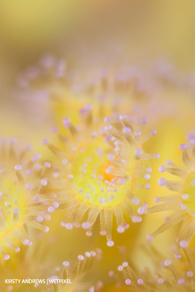 Jewel detail - jewel anemones provide vast swathes of colour on our reefs and also make stunning individual macro subjects.